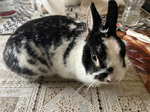 Bunny