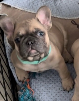 French Bulldog – Frenchie, French bulldog puppy
