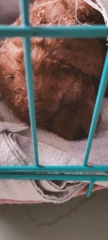 Poodle – Toy poodle Dog for sale