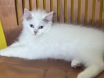 Persian (Modern) – Adorable Persian Kitten for Sale – 2 Months Old – Bengaluru – Bengaluru