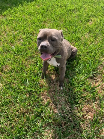 American Pit Bull Terrier – Abandoned Male Needs a Forever Home
