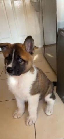 Akita – Adorable Puppy Akitas
