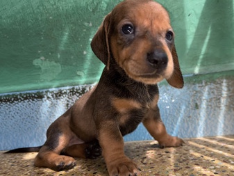 Dachshund – Male Dachshund Puppy ❤️ – Chennai