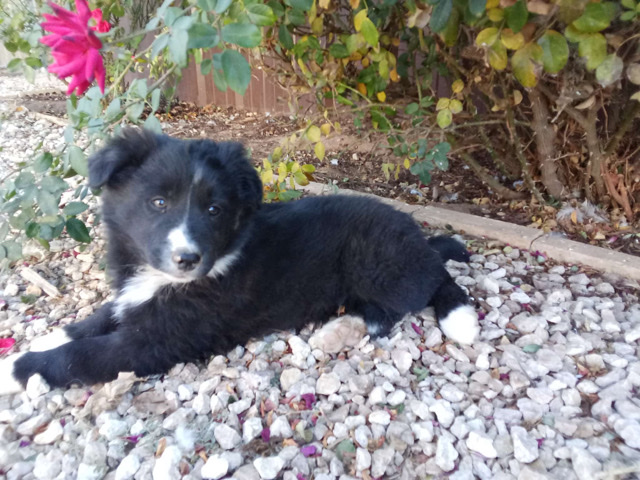 Image of Border Collie