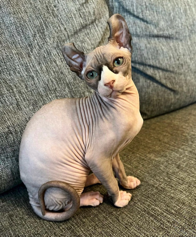 Sphynx – sphynx elves