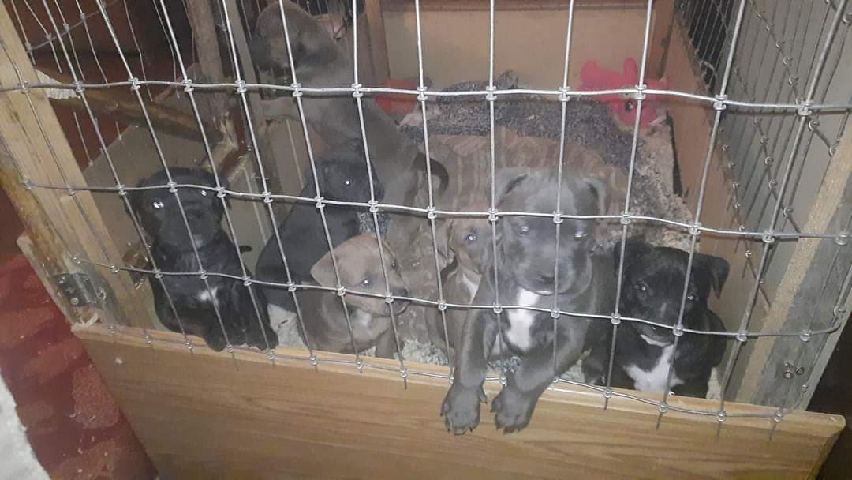 Champagne, Fawn, American Pitbull Puppies