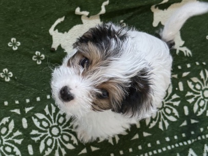 Yorkshire Terrier - yorkie poo available for adoption in Elizabeth