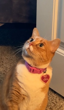 Adopt American Shorthair Orange Tabby who needs a new home adoption in your area