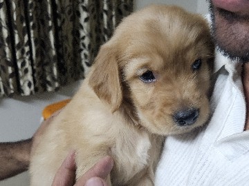 Golden Retriever - tuffy available for adoption in Bengaluru