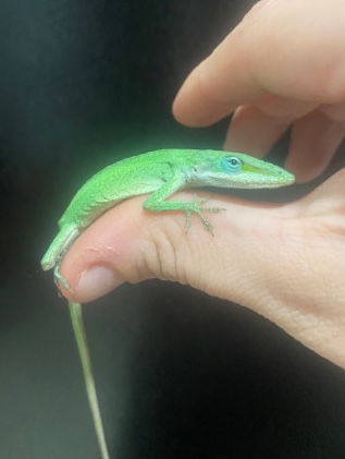 Green Anole