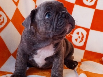 French Bulldog – French bulldog puppy
