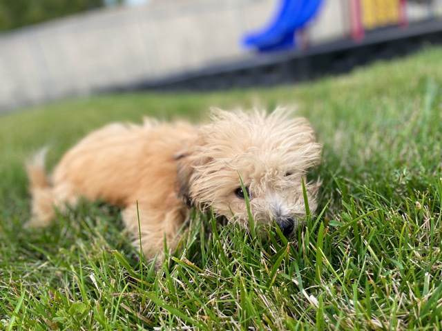 Shih Tzu – Puppy Boy
