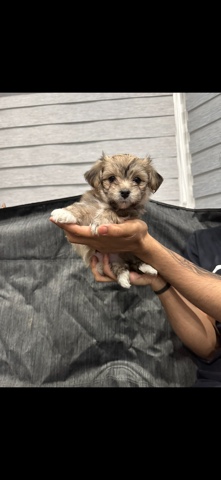 Pomeranian – Yorkie Mix puppies