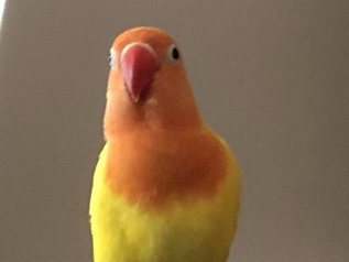 Hand Tamed lovebird 