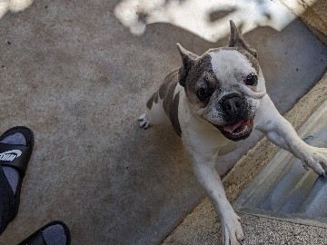 French Bulldog – miniature French bulldog