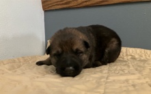 puppies