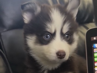 Pomsky – Pomsky puppies for sale – Phoenix