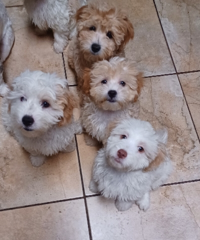 teddy bears