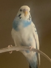 budgies 