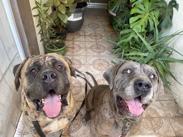 Mastiff – beautiful boys looking for a home – Los Angeles