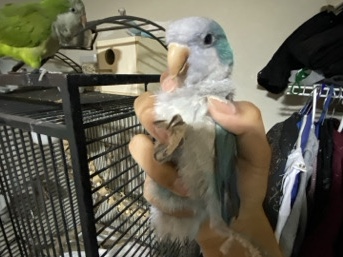 Quaker Parrot – Quaker parrot!! – San Antonio