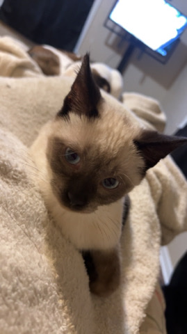 Siamese – Male Siamese