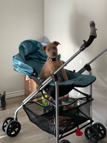 American Pit Bull Terrier – selling my puppy