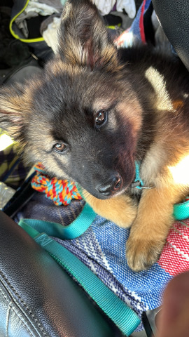 German Shepherd – puppy