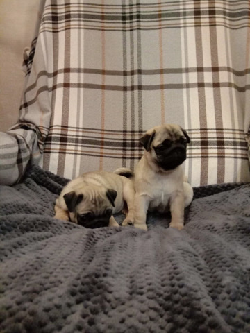 Pug – Male and female pug puppies to rehome