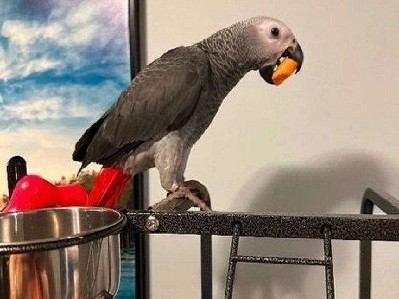 Adorable African Grey Parrot 