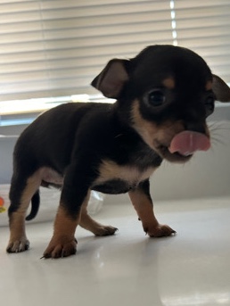 Chihuahua – Female chihuahua puppy