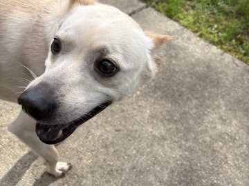 German Spitz – selling my dog – Washington