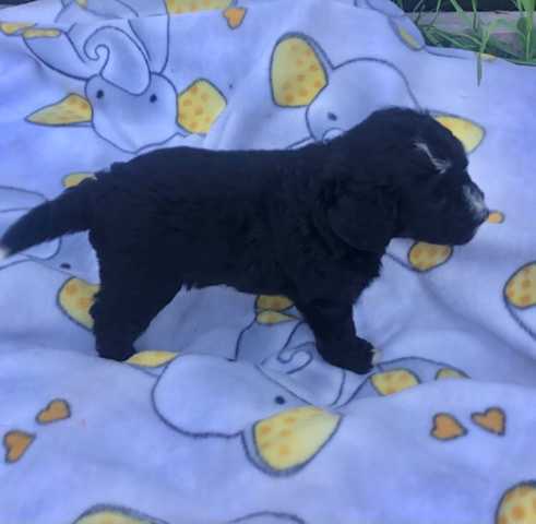 Zac—Bernedoodle