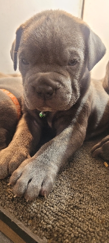 Cane Corso – cane corso