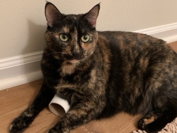 American Shorthair – Peppermint – Mount Pleasant