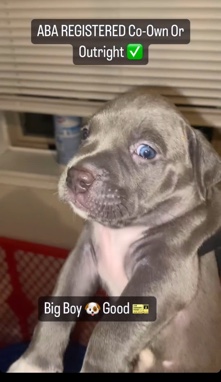 American Pit Bull Terrier – American Pocket Bully