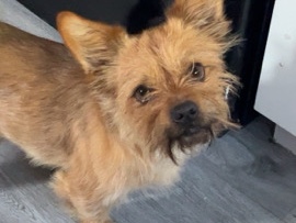 Yorkshire Terrier – 4 yr old cross Yorkshire pickneese