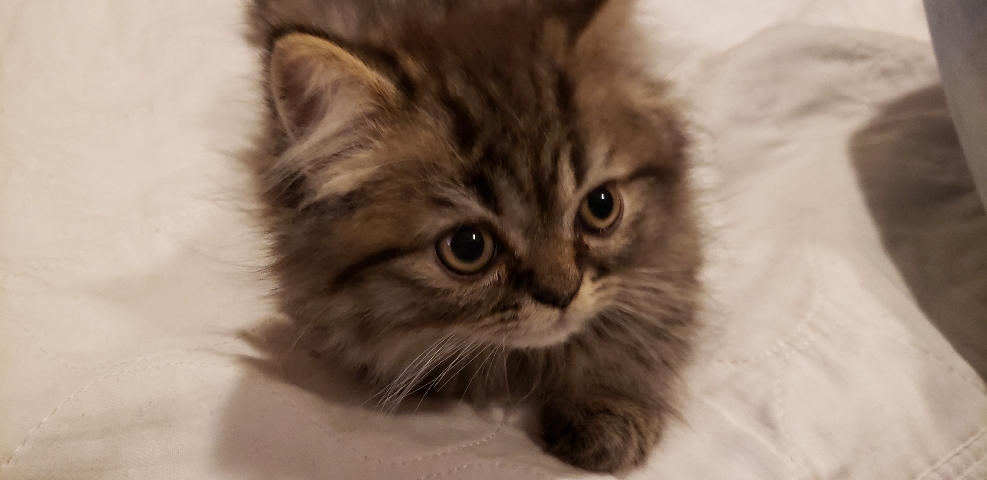 Registered Himalayan Persians 