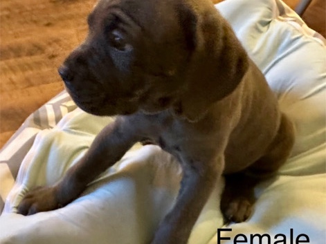 Cane Corso – Cane Corso Puppy – Savannah