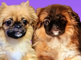 Image of Pekingese