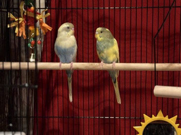 Parakeet – Rehoming parakeets no fee – Hauppauge