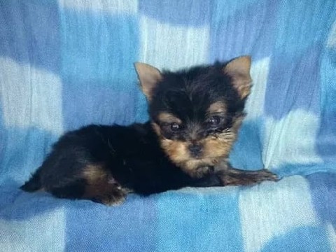 Yorkshire Terrier – cachorros Yorkshire terrier