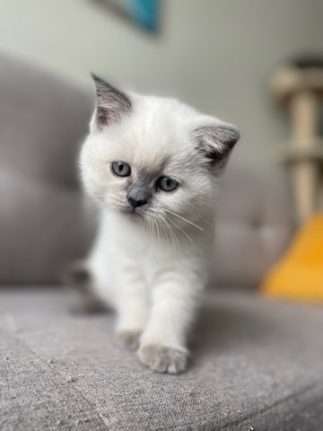 Scottish Fold – Daisy