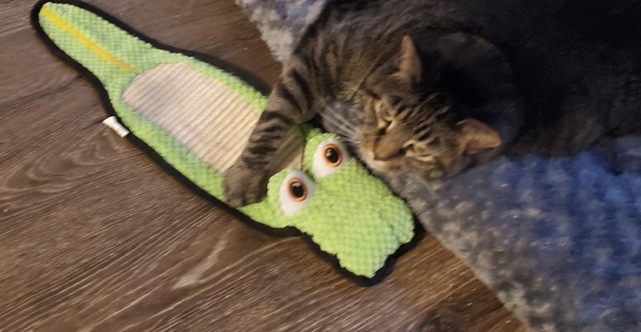 Russian White, Black and Tabby – Ruby Needs A Home