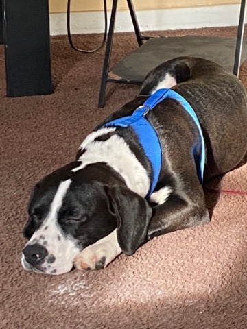 Boston Terrier – 8 month puppy for sell