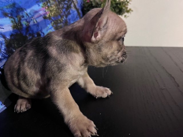French Bulldog – female Frenchie