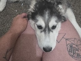 Alaskan Malamute – 3 huskey malamute mix – Peoria