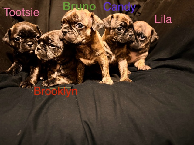 French Bulldog – Frenchie bully