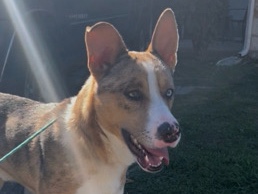 German Shepherd – looking for a new home – Austin