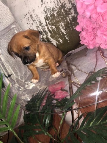 Yorkshire Terrier β Chiweenie and Yorkie Mixed Litter x6 (Male)